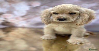 Cockapoo dogs - Advert 14