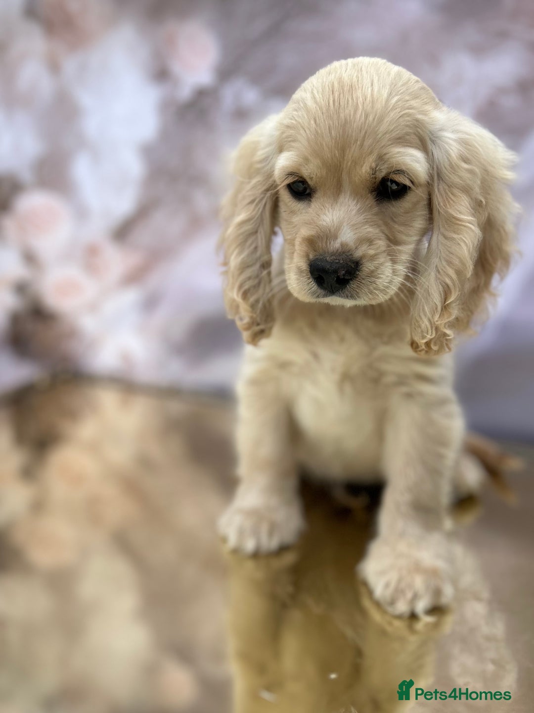 Cockapoo dogs for sale: YANKYDOODLES (COCKERPOOS) - Image 3