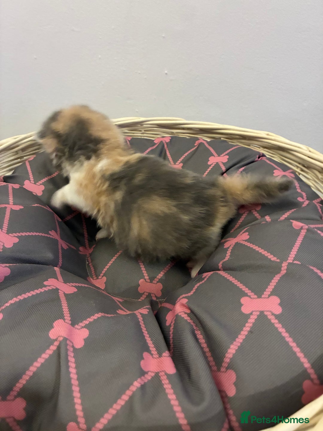 British Shorthair cats for sale: 5 BSH TICA REGISTERED KITTENS - Advert 25