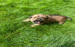 Yorkshire Terrier dogs for sale: Beautiful Chocolate Orange Yorkshire Terriers - Image 15