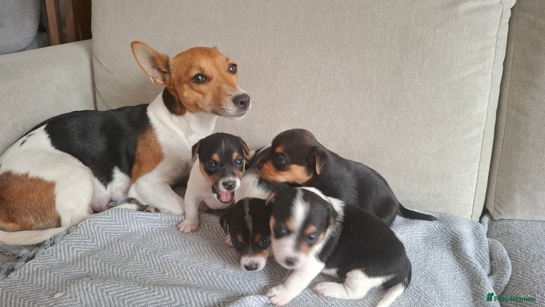 Jack Russell dogs for sale: Beautiful little Jack Girls  - Image 3