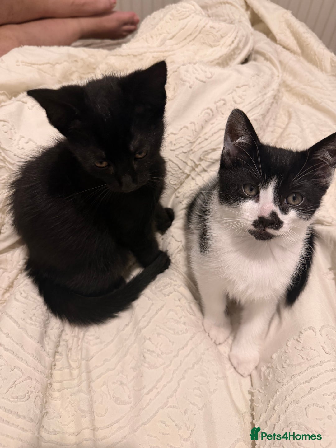 British Shorthair cats for sale: 4 Kittens for adoption. - Advert 2