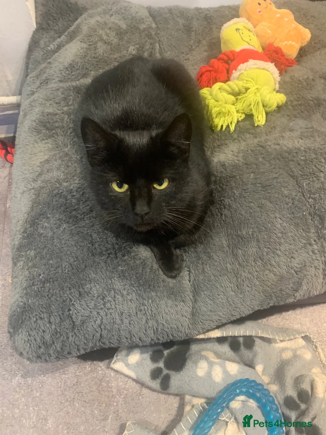 Mixed Breed cats for sale: Beautiful female kitten  - Advert 1
