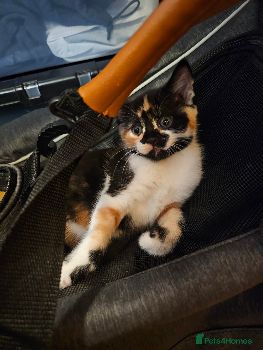 Mixed Breed cats for sale: A cute mix-breed female calico kitten - Advert 3