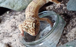 Leopard Gecko reptiles for sale: Female leopard gecko and double set up - Image 13