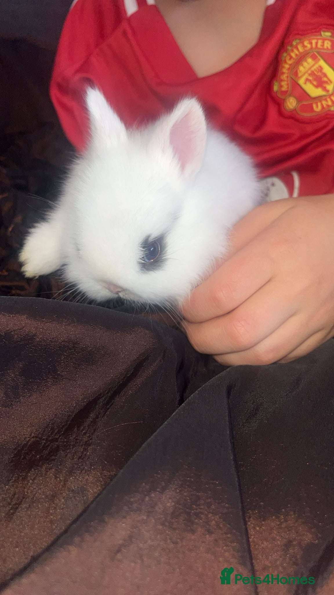 Mixed Breed rabbits Rabbits - Advert 1