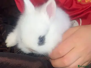 Mixed Breed rabbits Rabbits - Advert 1