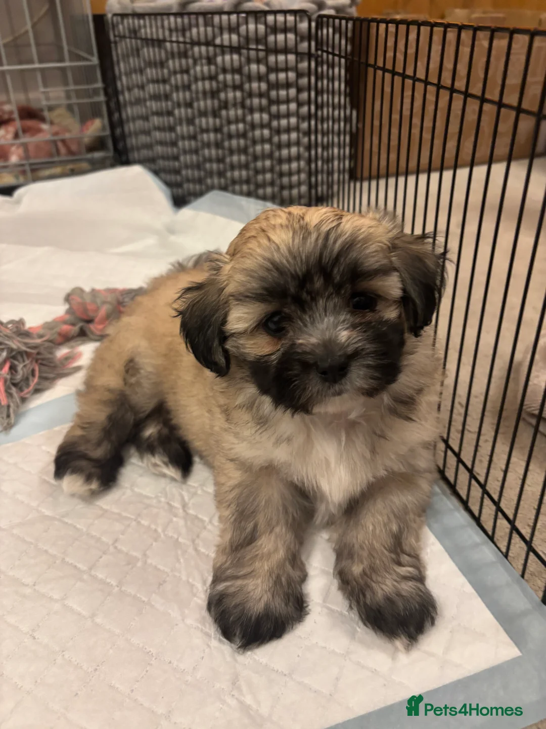 Maltipoo dogs for sale: Maltipoo - Advert 11