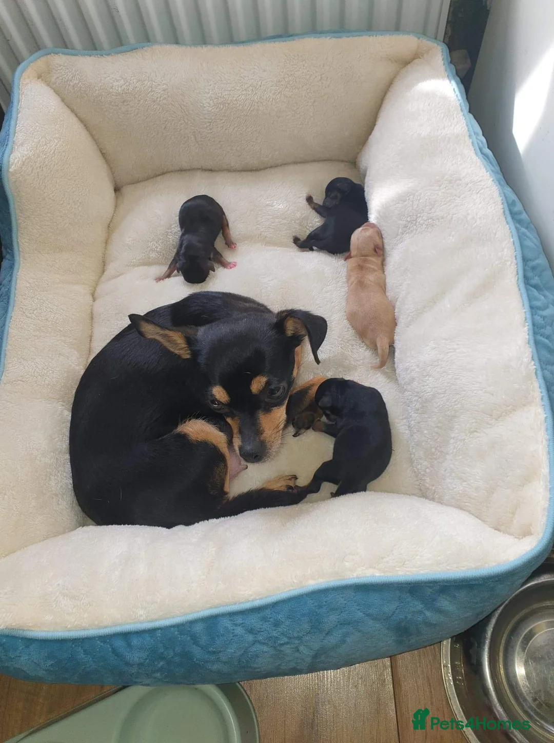 Chihuahua dogs for stud: Chihuahua stud (Romeo) in Sherborne - Advert 13