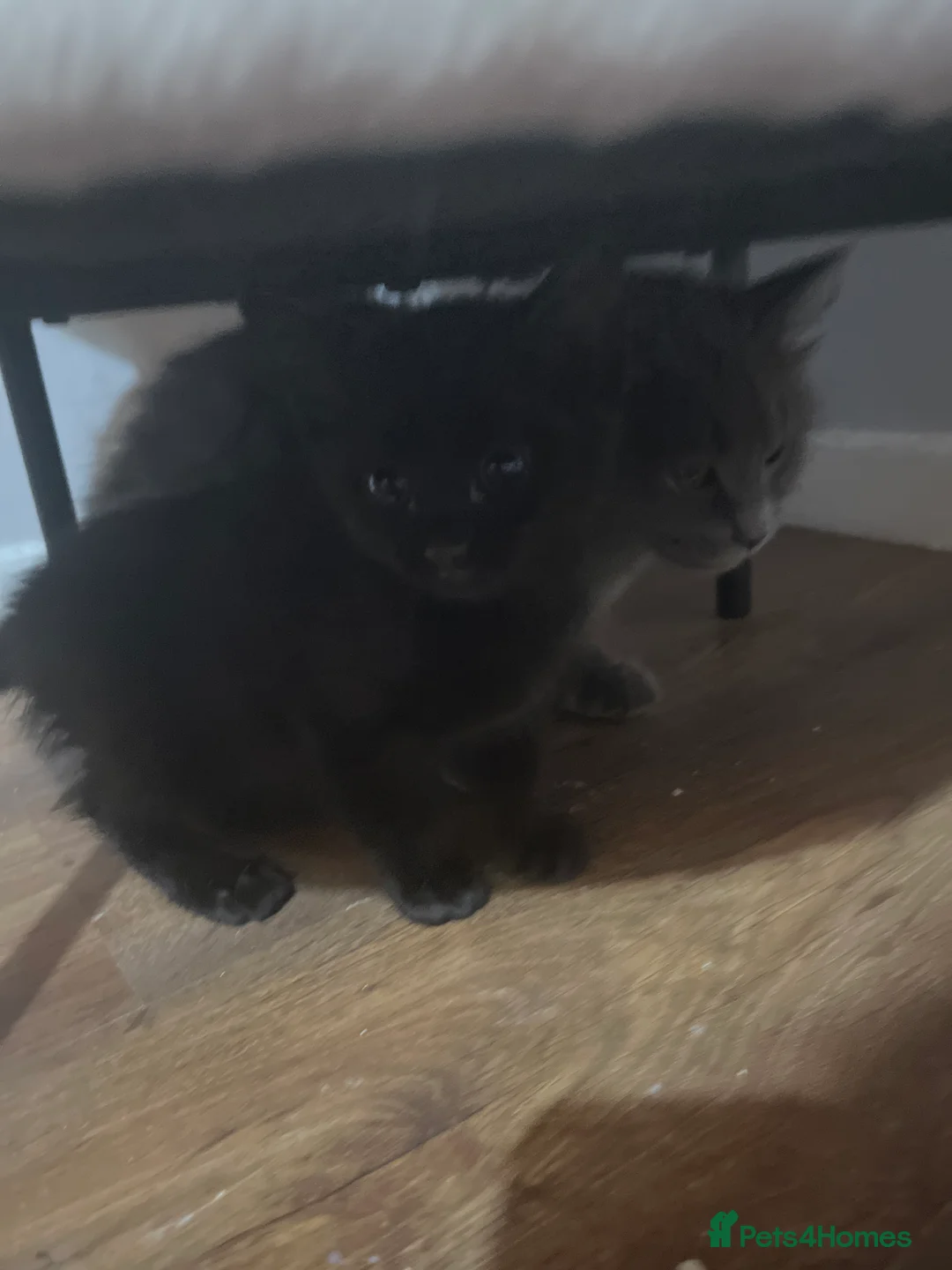 Mixed Breed cats for sale: one girl kitten ready to be sold  in Edinburgh - Advert 2