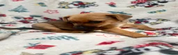 Mixed Breed dogs for sale: Jack Russell/ Yorkshire terrier puppy’s  in Pontypool - Advert 9