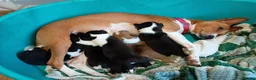 Basenji dogs for sale: Top quality lines pedigree Basenji pups.Ready now. - Advert 9