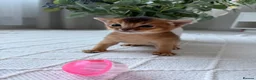 Abyssinian cats for sale: ✨ Elite Abyssinian Kittens 5+ Gen Champions ✨ in Wokingham - Advert 11