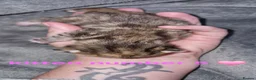 British Shorthair cats for sale: Kittens  - Advert 6