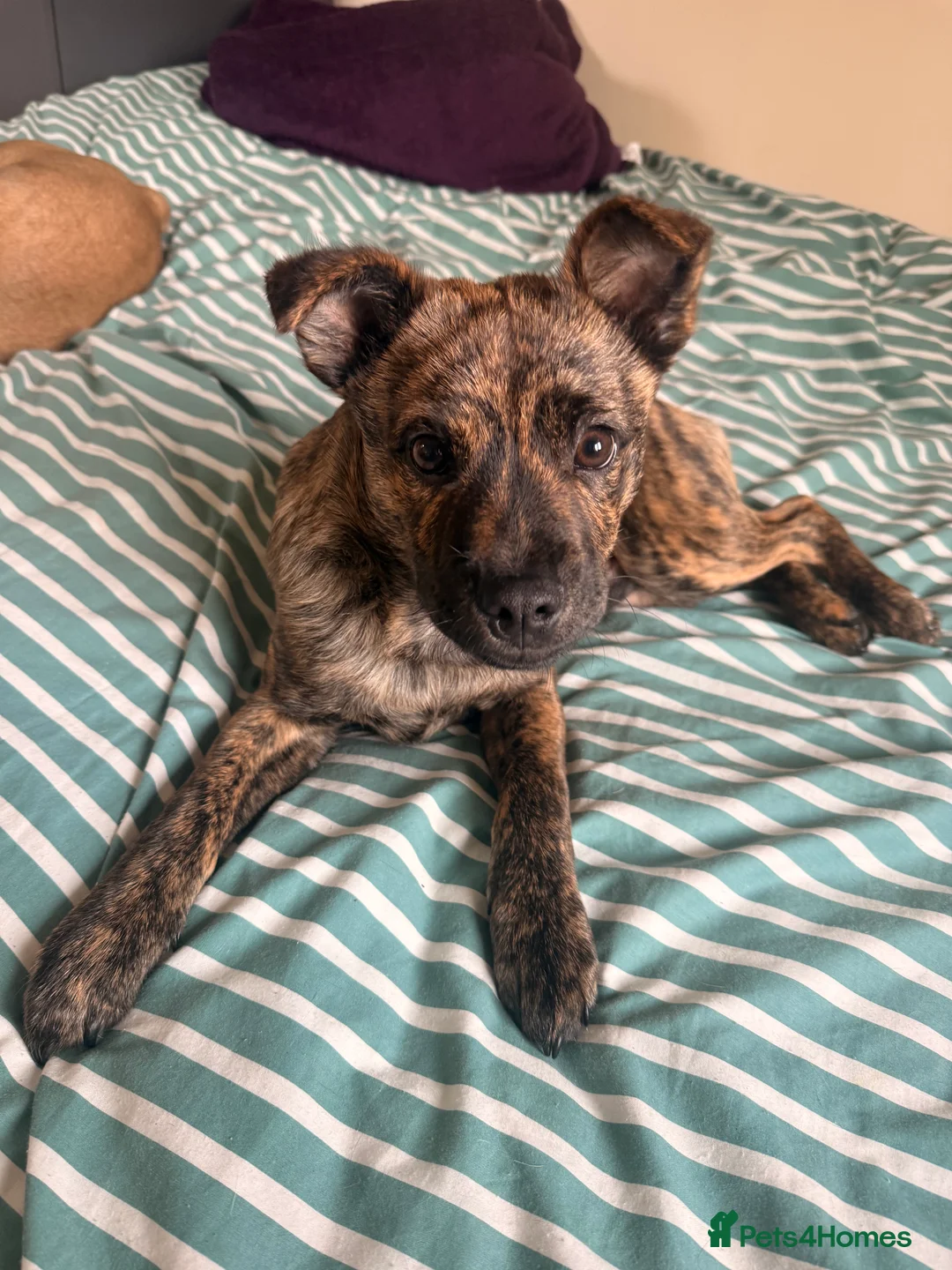 Mixed Breed dogs for sale: Beautiful 6month old puppy  - Advert 2