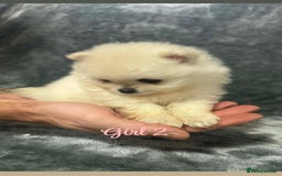 Pomeranian dogs for sale: Teddy bear optic white Pomeranians puppies - Advert 15