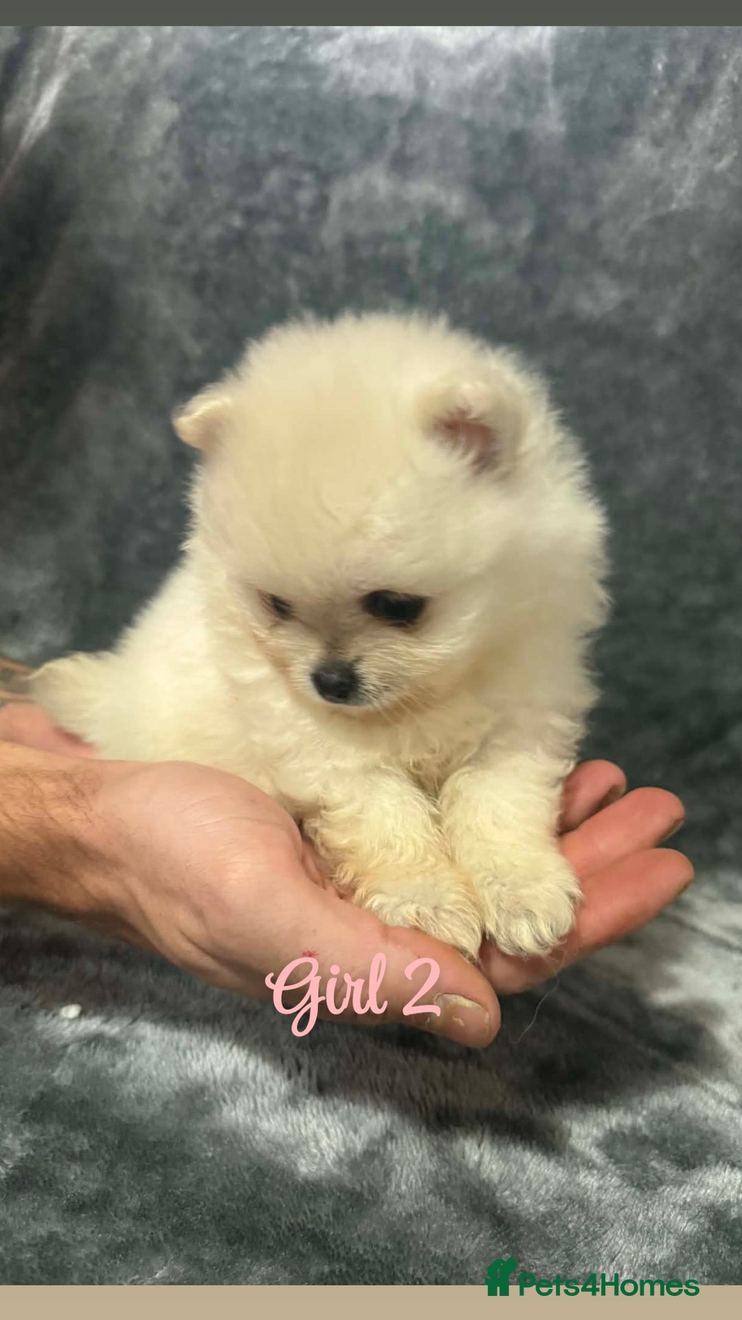 Pomeranian dogs for sale: Teddy bear optic white Pomeranians puppies - Advert 15