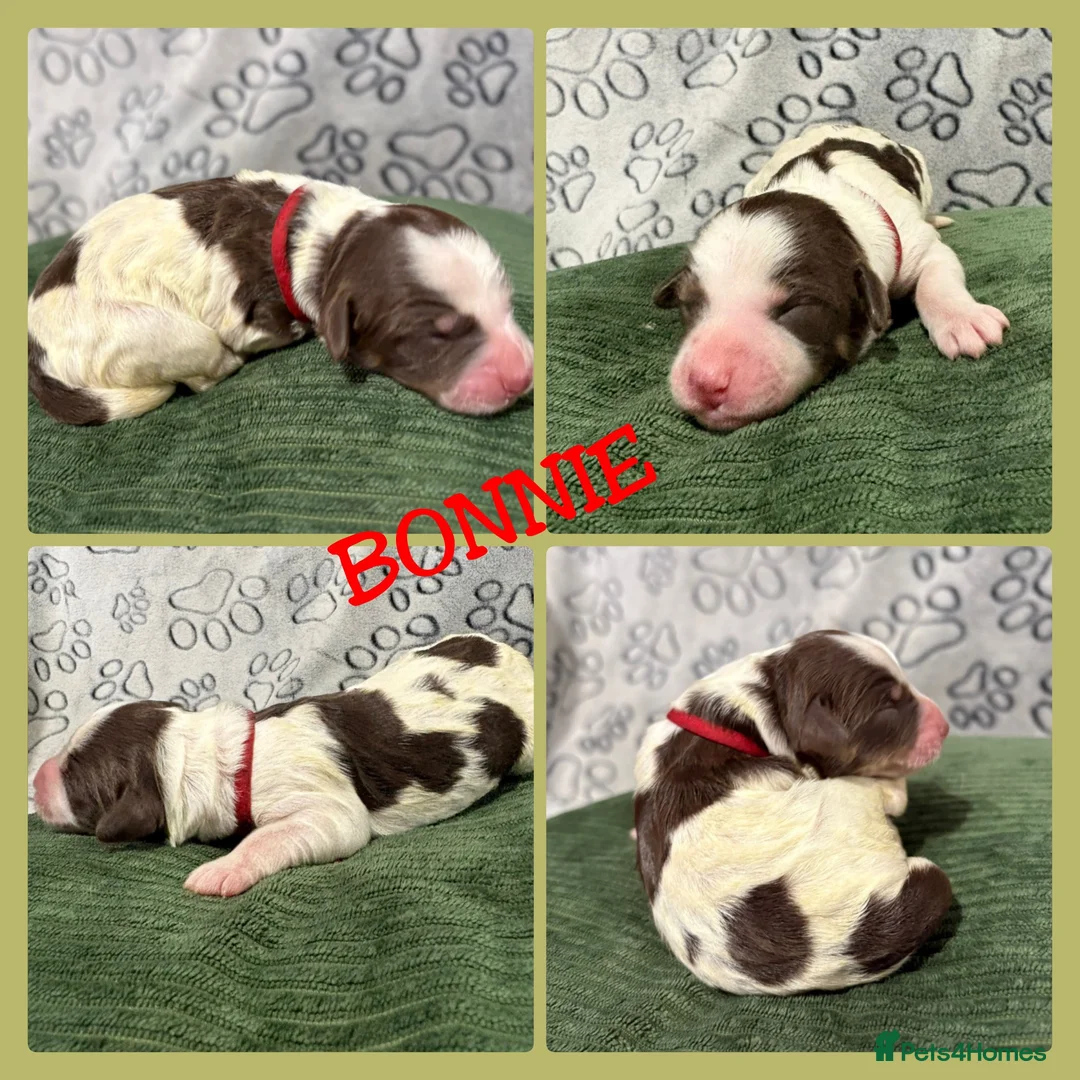 Bernedoodle dogs for sale: Stunning Bernedoodles💕DNA Health Tested Parents ! - Advert 22