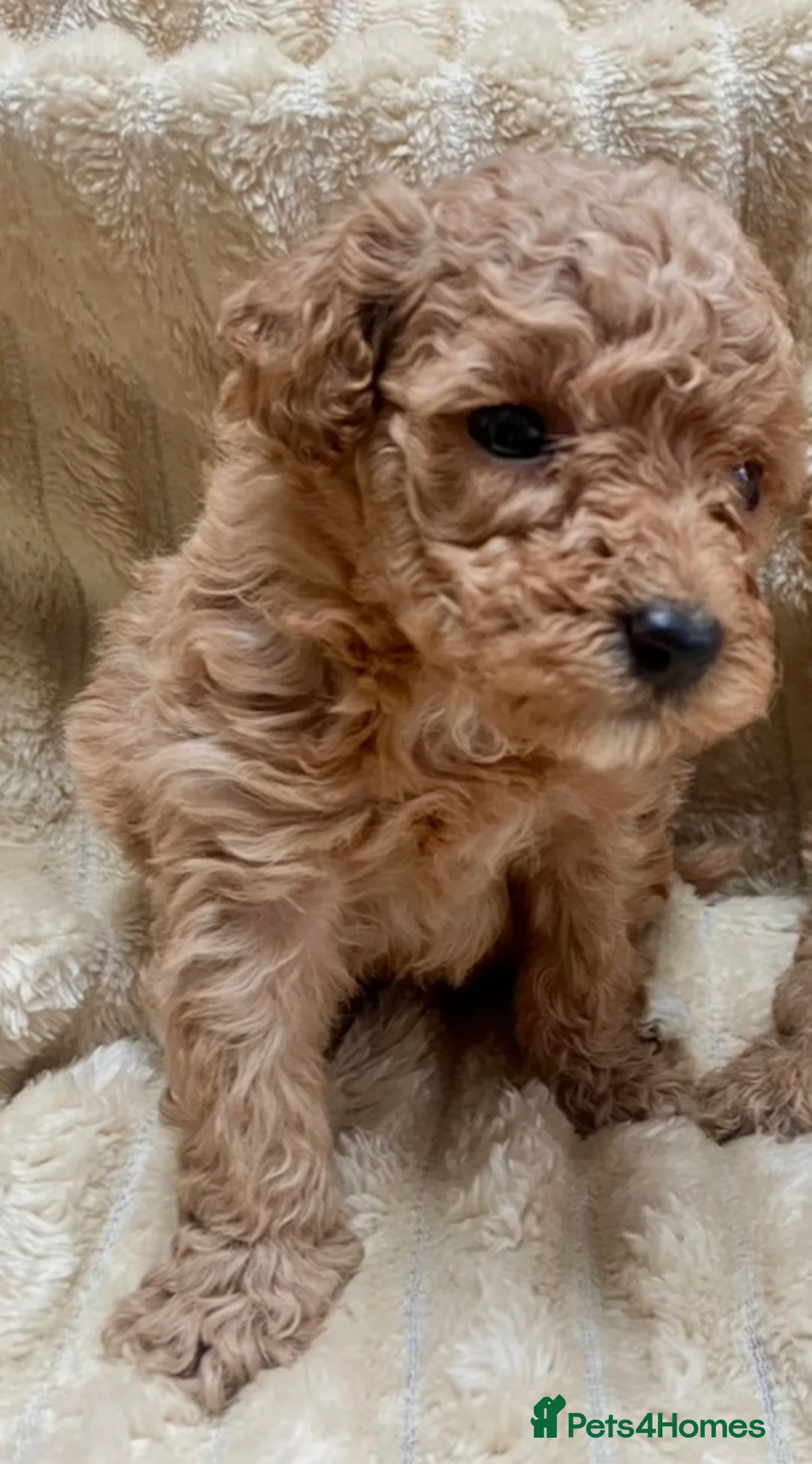 Mixed Breed dogs for sale: 2 adorable miniature poodles  - Advert 19