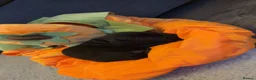 Dachshund dogs for sale: Beautiful little dachshund puppies  - Advert 14