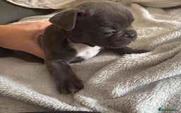 French Bulldog dogs for sale: Adorable French bulldog puppies for sale - Image 8