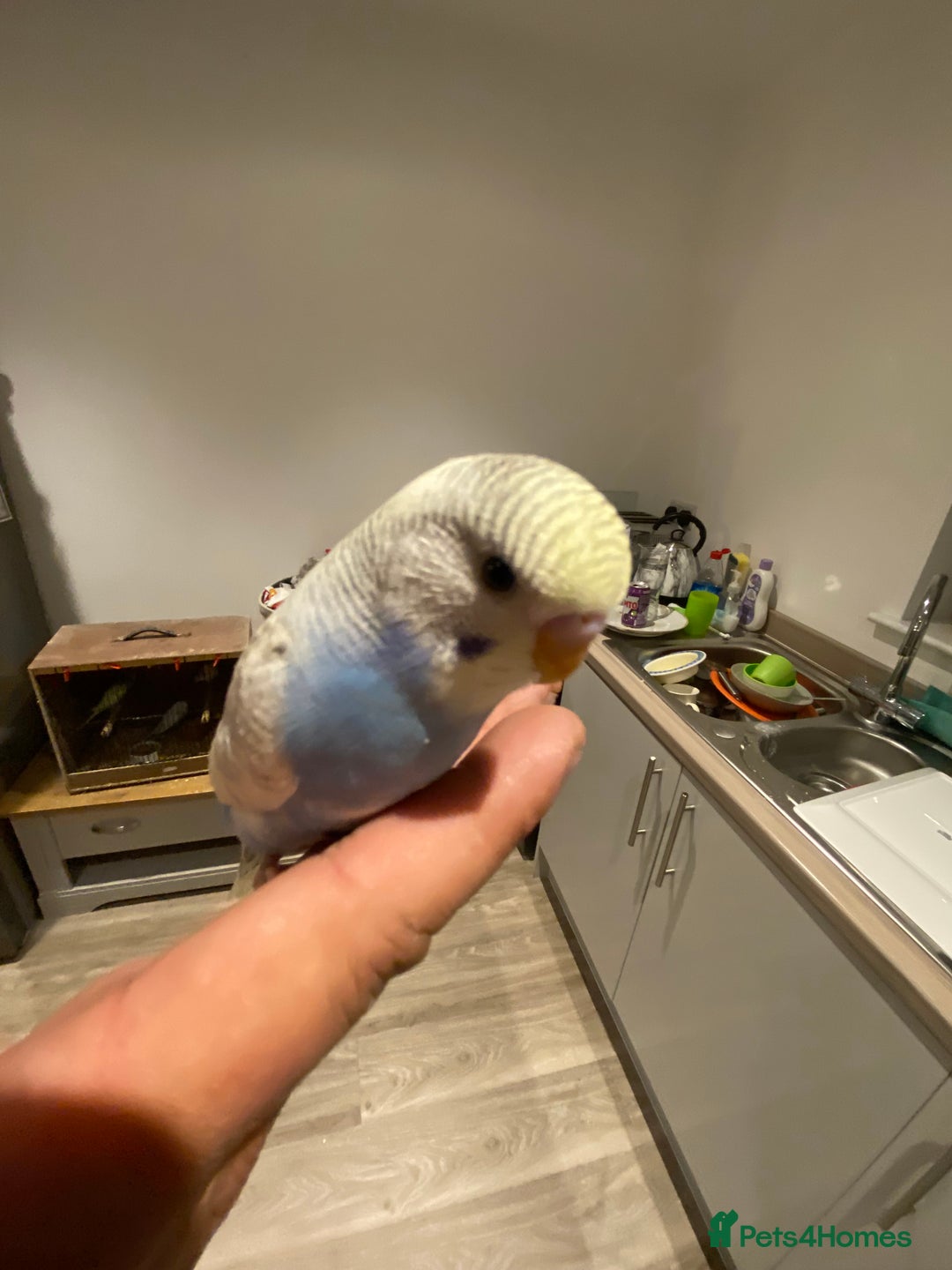 Budgerigars birds for sale: Hand reared hand tame baby budgies - Advert 14