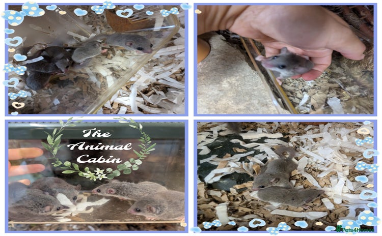 Mouse rodents - Advert 3