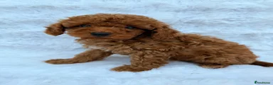 Toy Poodle 4