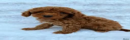 Toy Poodle dogs for sale: Red Toy Poodle MALES - Advert 21
