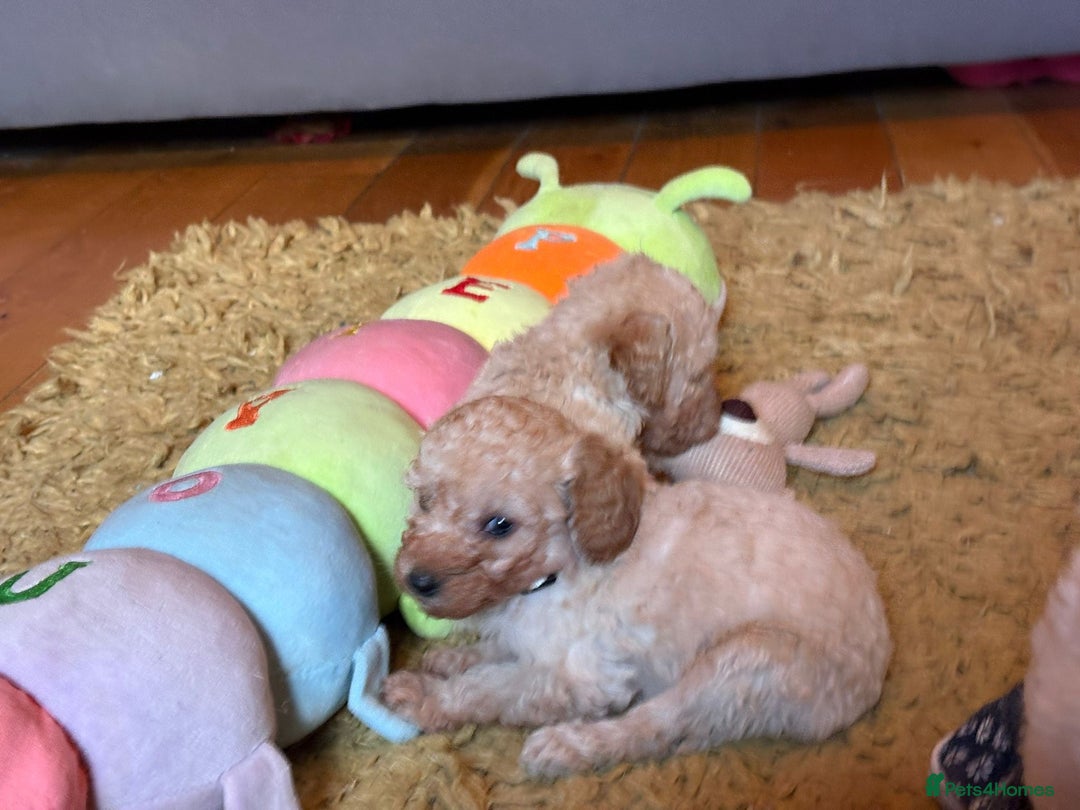 Cockapoo dogs for sale: Teddy bear cute Tiny Cockapoos  - Advert 22