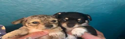 Chiweenie dogs for sale: 🐶 Gorgeous Litter of Toy Chiweenies 🐶 in Okehampton - Advert 13