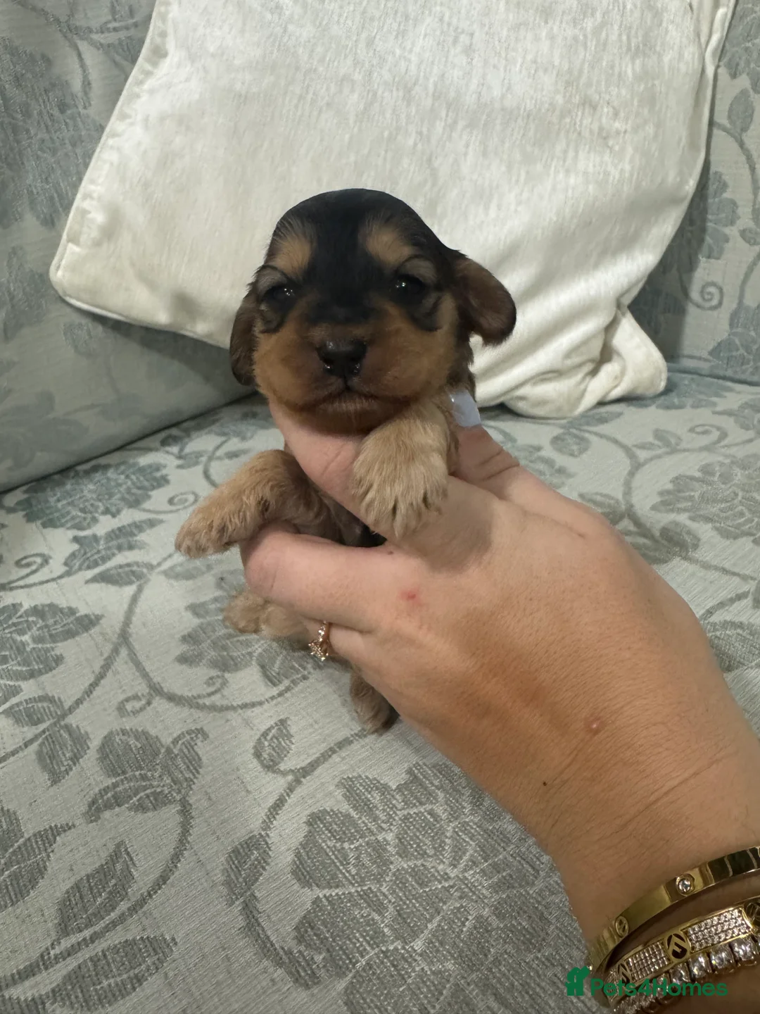 Cockapoo dogs for sale: All puppies have been reserved   - Advert 16