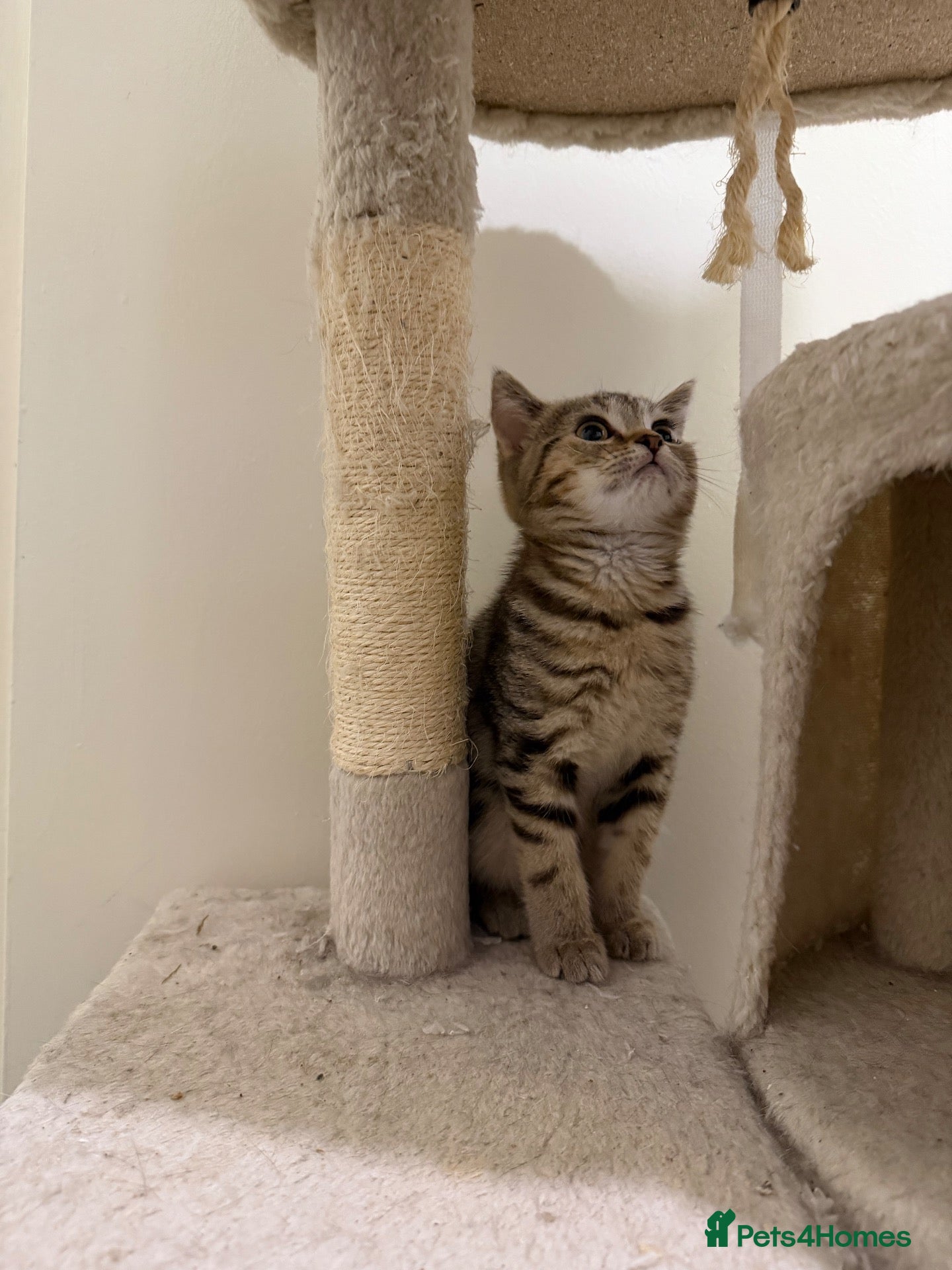 Mixed Breed cats British Shorthair Kittens x Scottish Fold - Advert 2
