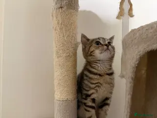 Mixed Breed cats British Shorthair Kittens x Scottish Fold - Advert 2