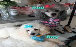 Toy Poodle dogs for stud: *STUD AVAILABLE*FULL PEDIGREE SILVER TOY POODLE in Colwyn Bay - Image 40