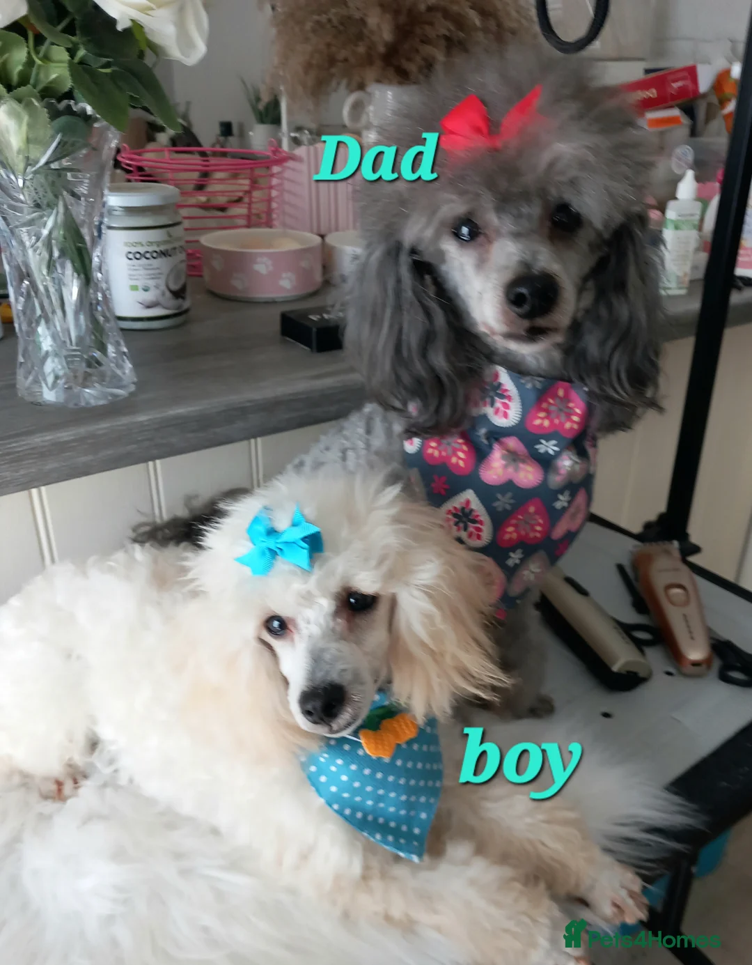 Toy Poodle dogs for stud: *2 STUDS AVAILABLE*FULL PEDIGREE SILVER & PHANTOM - Advert 38