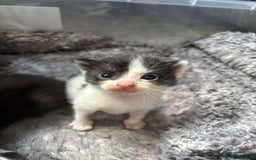 Mixed Breed cats for sale: 2 little boys looking for their forever home - Image 4