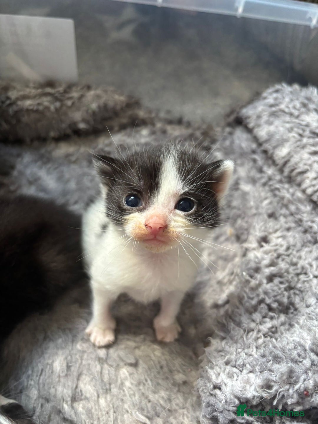 Mixed Breed cats for sale: 2 little boys looking for their forever home - Image 4