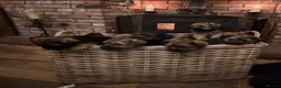 Border Terrier dogs for sale: Border Terrier puppy for new home - Advert 11