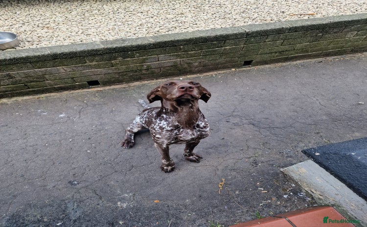 German Shorthaired Pointer dogs - Advert 2