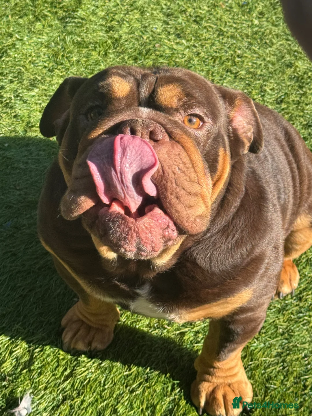 English Bulldog dogs for stud: My boy teddie for stud  in Milton Keynes - Advert 1