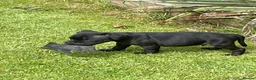 Staffordshire Bull Terrier dogs for sale: KC REGISTERED 3 BLACK BOYS 1 GIRL - Advert 4
