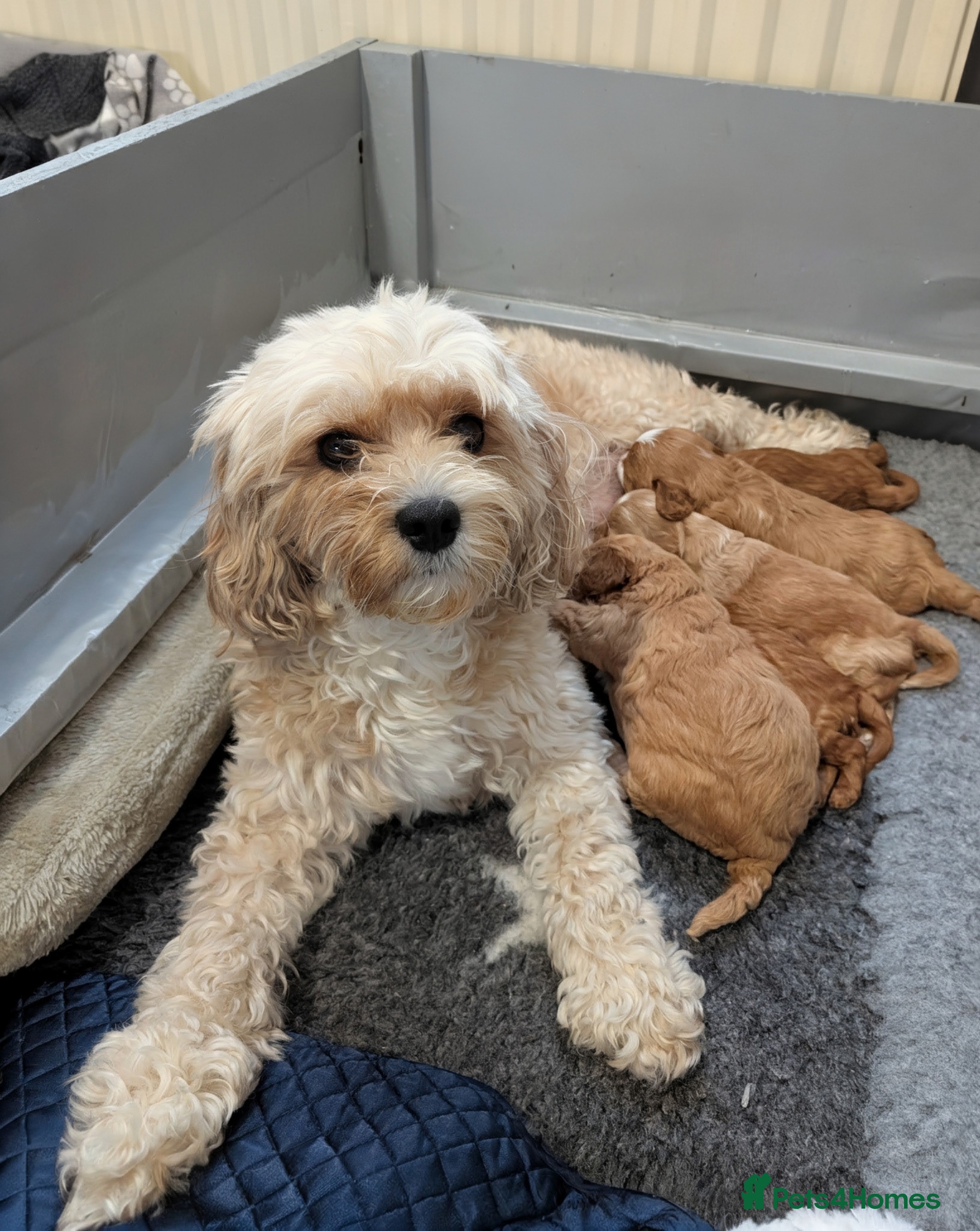 Cavapoo dogs F1B Cavapoo puppies  - Advert 1