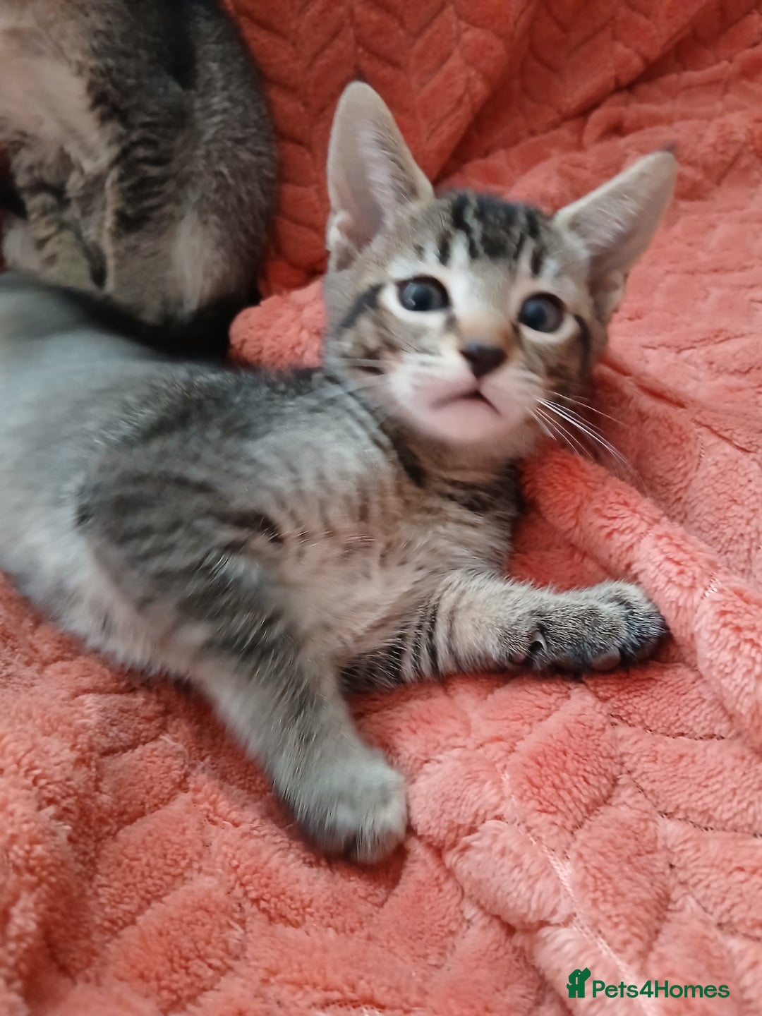 Oriental cats for sale: 2girls 1 boy - Advert 4