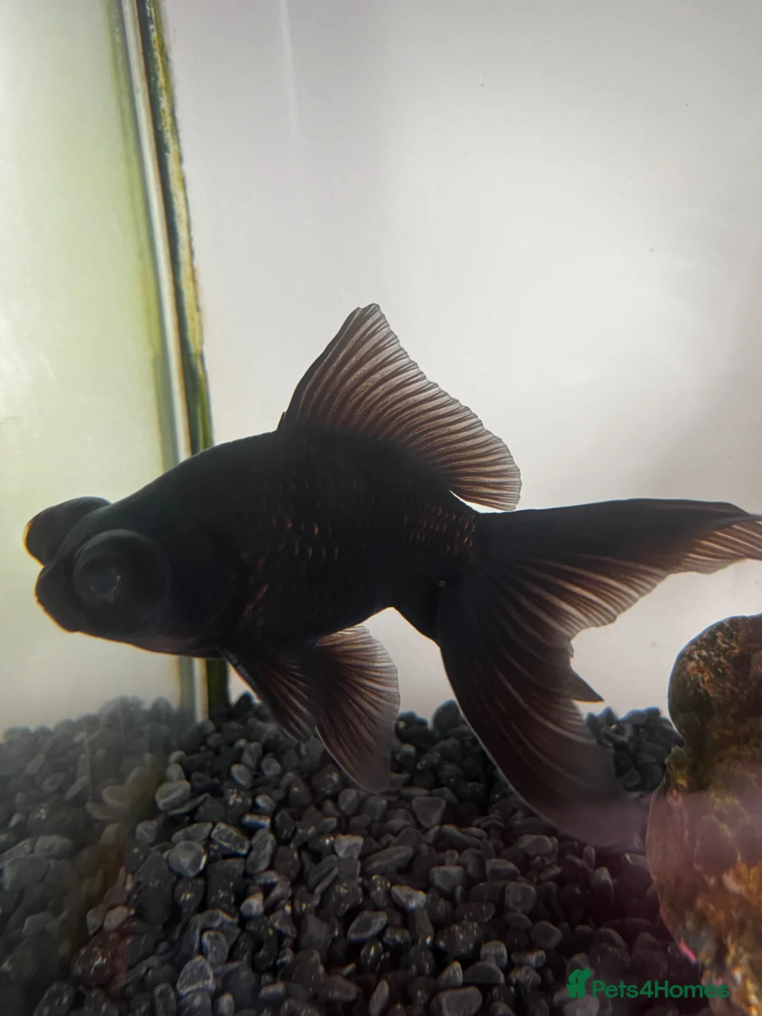 Goldfish fish for sale: Goldfish in Worksop - Advert 3