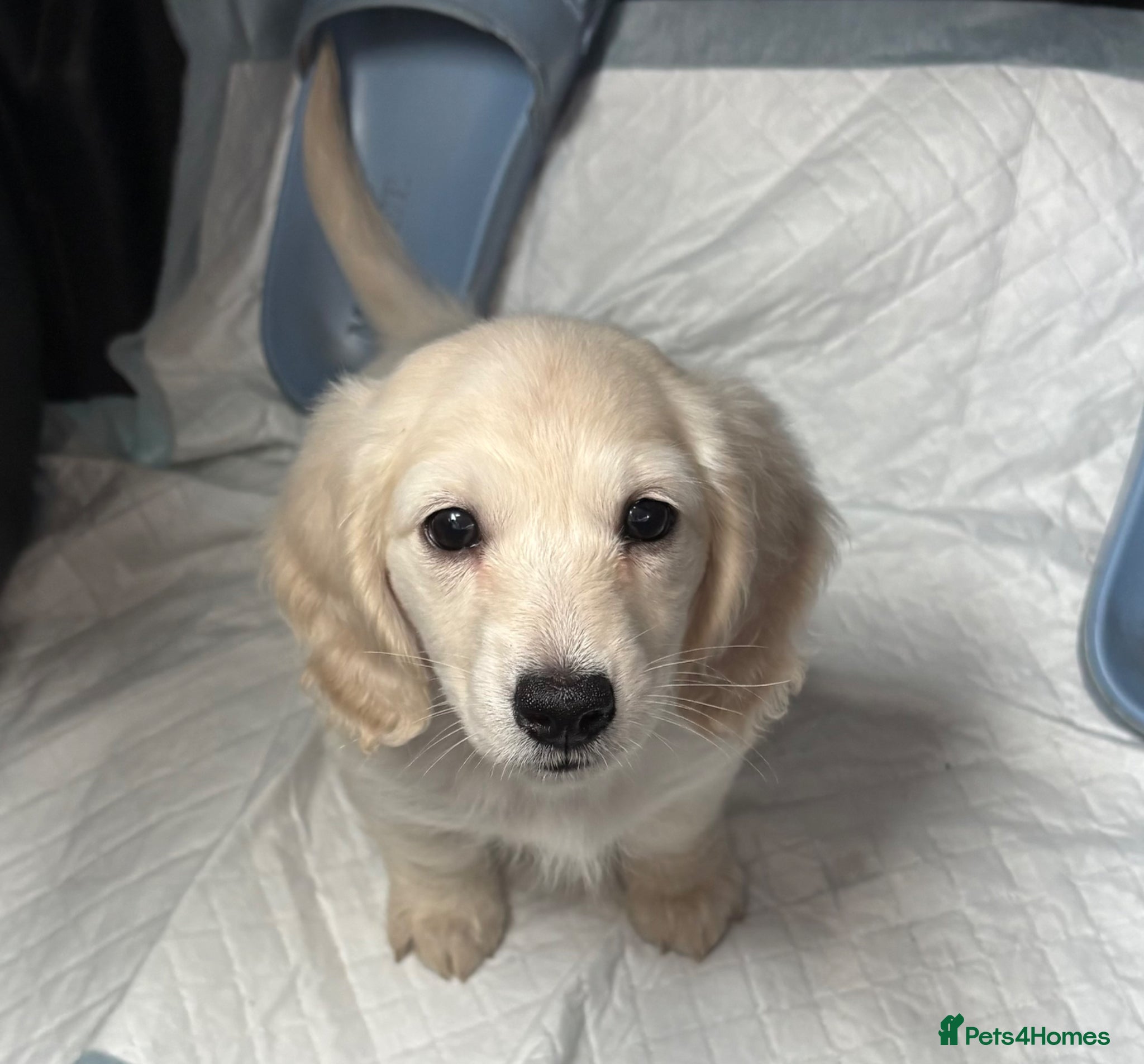 Miniature Dachshund dogs Longhair Cream Mini Dachshund Puppies  - Advert 7
