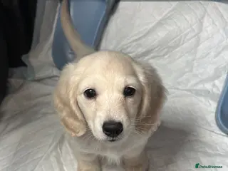 Miniature Dachshund dogs Longhair Cream Mini Dachshund Puppies - Advert 3