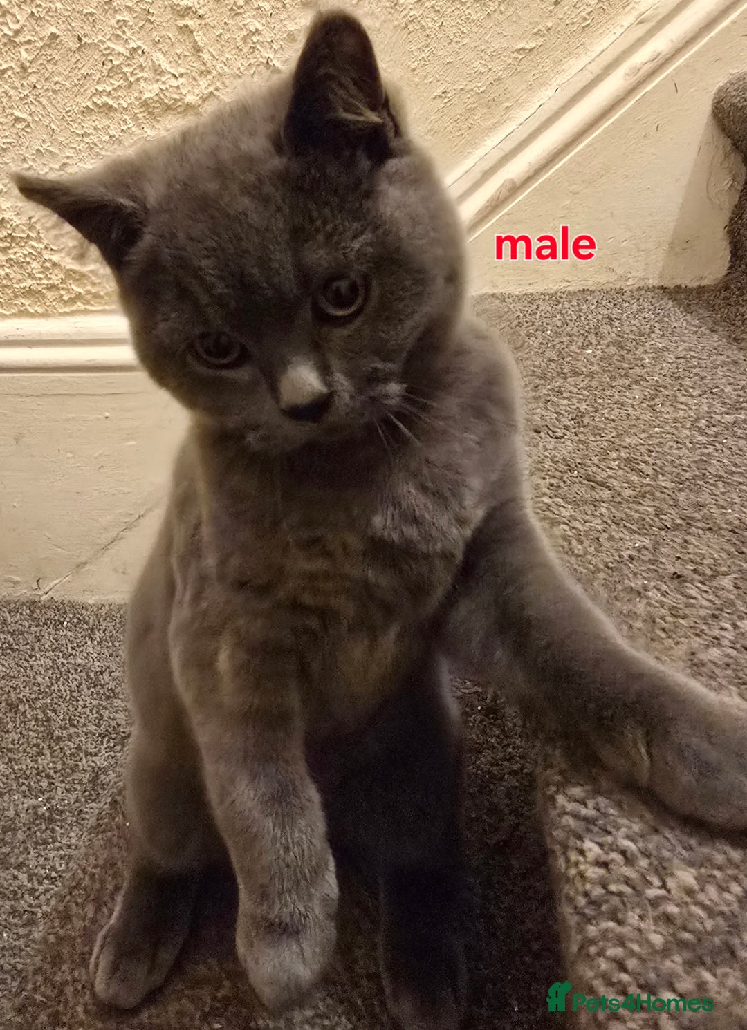 British Shorthair cats for sale: Adorable British Shorthair Kittens - Advert 10