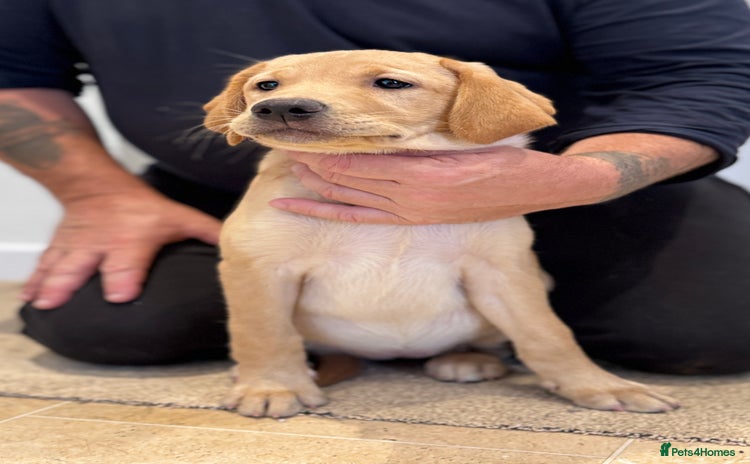 Labrador Retriever dogs in Launceston - Advert 2