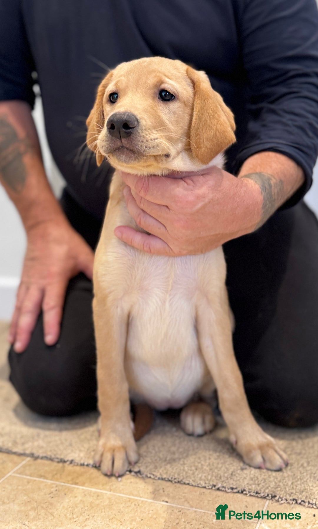 Labrador Retriever dogs for sale: 🩷Two Girls🩷 Fully Vaccinated-KC Labrador Puppies in Launceston - Image 1